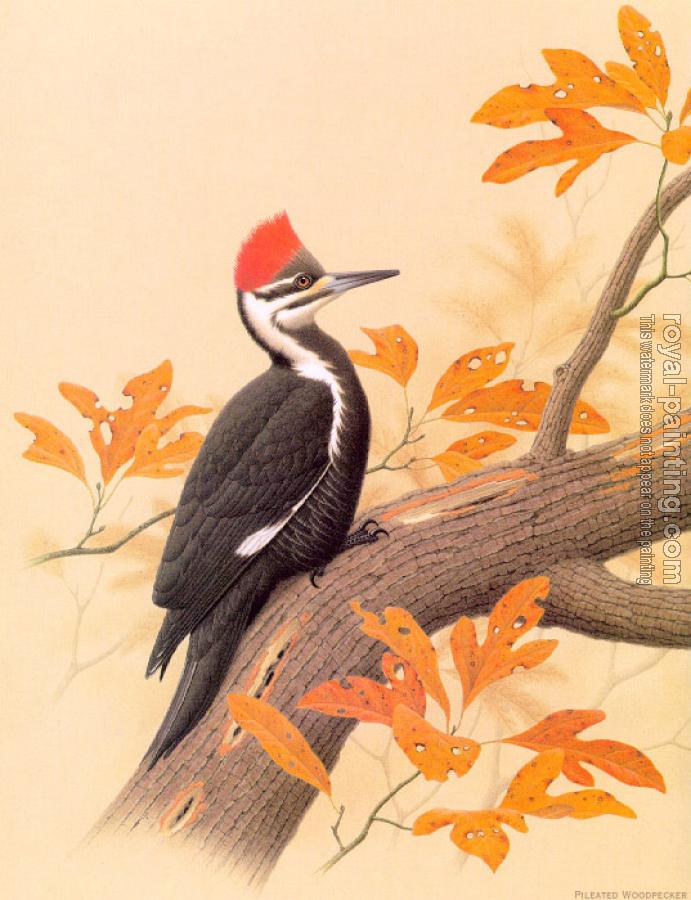William Zimmerman : Pileated Woodpecker